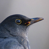 Дрізд чорний