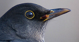 Дрізд чорний