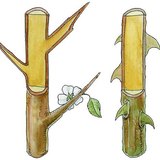 Колючки куща терену, і колючки троянди