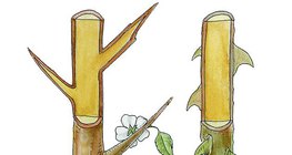 Колючки куща терену, і колючки троянди