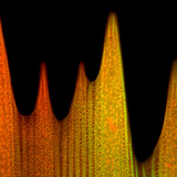 Ультраструктура луски крила метелика