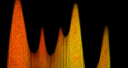 Ультраструктура луски крила метелика