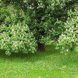 Каштан цвіте