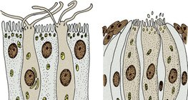Сенсорні рецепторні клітини: нюхові рецепторні клітини (зліва) та смакові рецепторні клітини (праворуч)