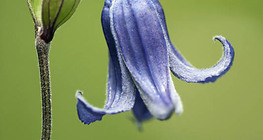 Ломиніс цілолистий