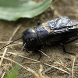 Цвіркун польовий