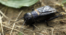 Цвіркун польовий