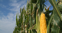 Кукурудза