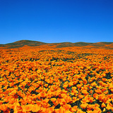 Цвітіння Ешольції каліфорнійської (Eschscholzia californica) в природному заповіднику