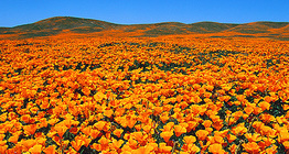 Цвітіння Ешольції каліфорнійської (Eschscholzia californica) в природному заповіднику
