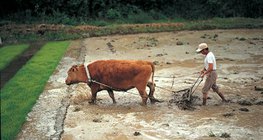 Процес вирощування рису - 1