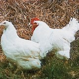 Самка (курка) та чоловіча стать (півень)