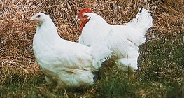 Самка (курка) та чоловіча стать (півень)