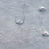 Кісткові клітини