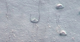 Кісткові клітини