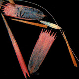 Лусочки крила метелика