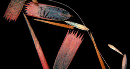 Лусочки крила метелика