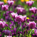 Тюльпани