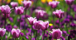 Тюльпани