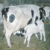 Корова годує теля