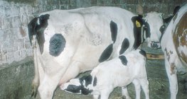 Корова годує теля