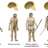 Види роду Homo