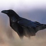 Крук або ворона