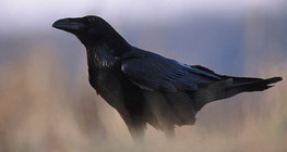 Крук або ворона