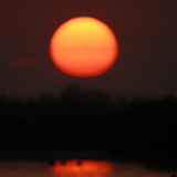 Чапля у заході Сонця