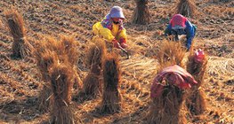 Процес вирощування рису - 3