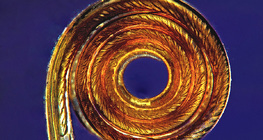 Хоботок метелика