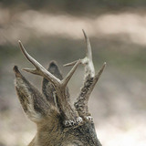 Самець козулі