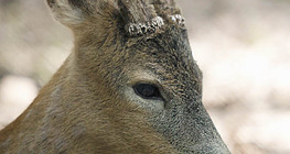 Самець козулі