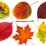 Осінні листя