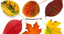 Осінні листя