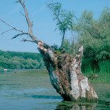 Стадія загибелі озера: болото