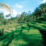 Рисові тераси