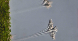 Нижчий рослинний одноклітинний організм (Epistilis)