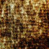 Крило метелика