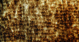 Крило метелика