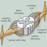 A gernicvelő és a gerincvelői ideg