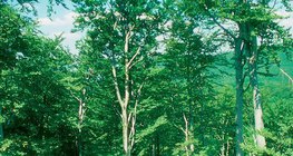 Буковий ліс