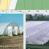 Способи вирощування овочів