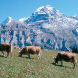 Альпійський луг з коровами