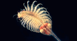 Морський веслоногий рак