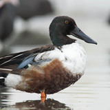 Північна качка-широконоска