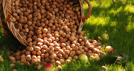 Кошик волоських горіхів