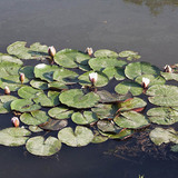 Латаття біле