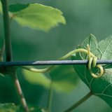 Вусики виноградної лози