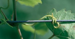Вусики виноградної лози